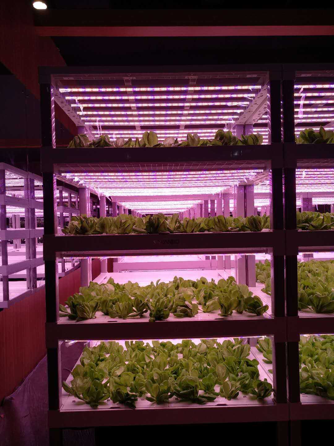 植物照明燈珠
